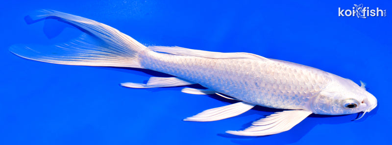 8.25" PLATINUM OGON BUTTERFLY