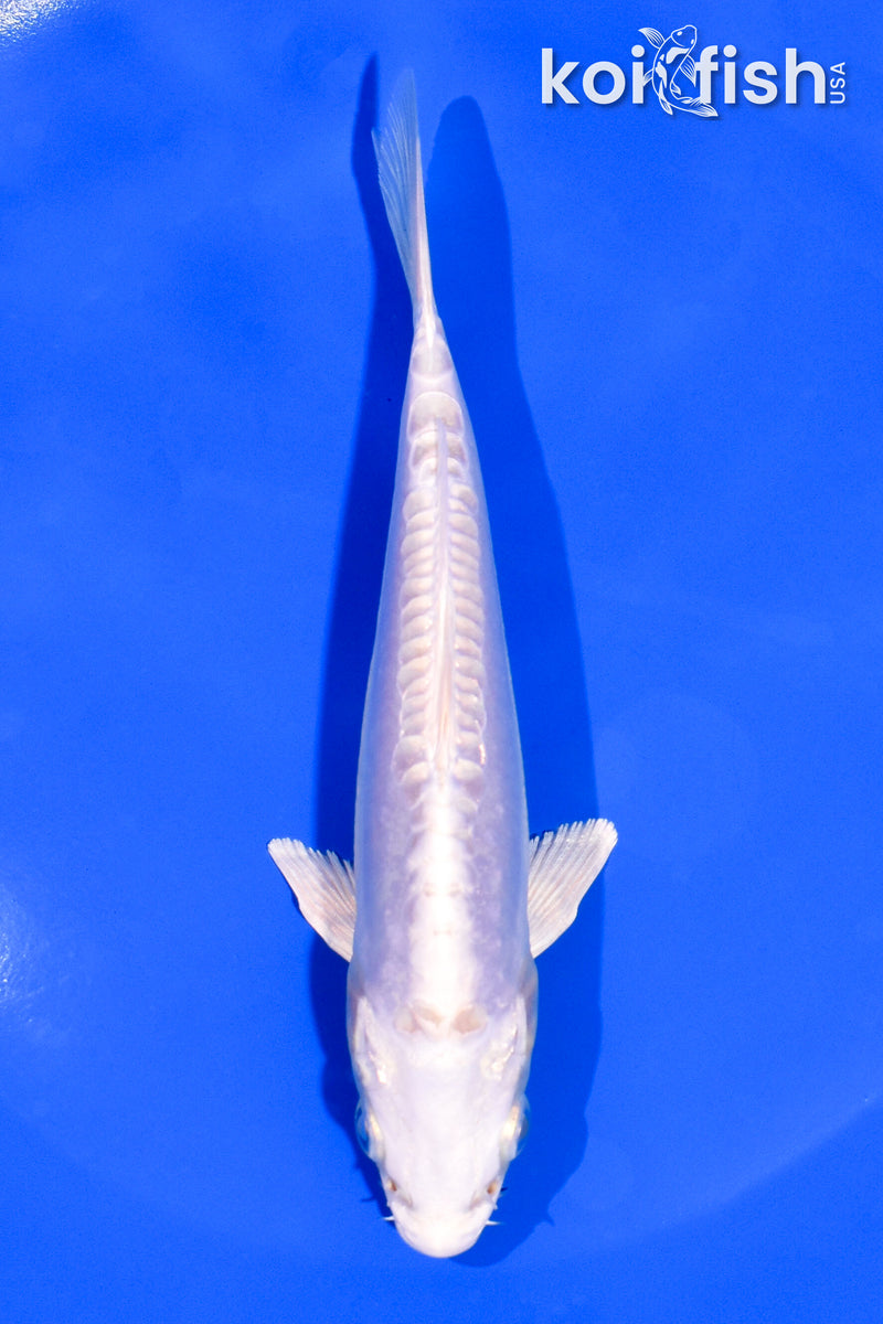 5.5" DOITSU PLATINUM OGON