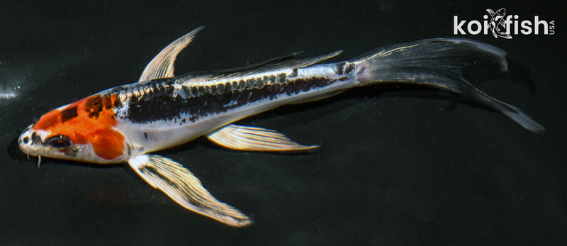 6" BENI KIKOKURYU BUTTERFLY