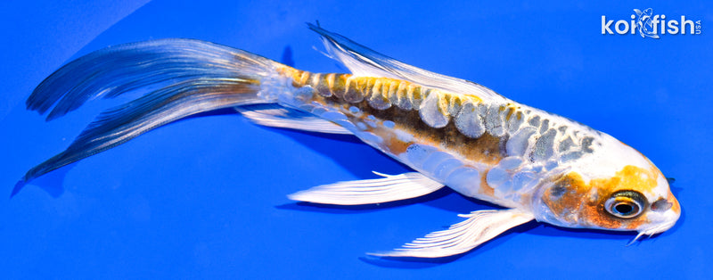 6.5" KIN KIKOKURYU BUTTERFLY