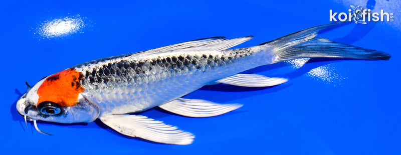 6.25" TANCHO KUJAKU