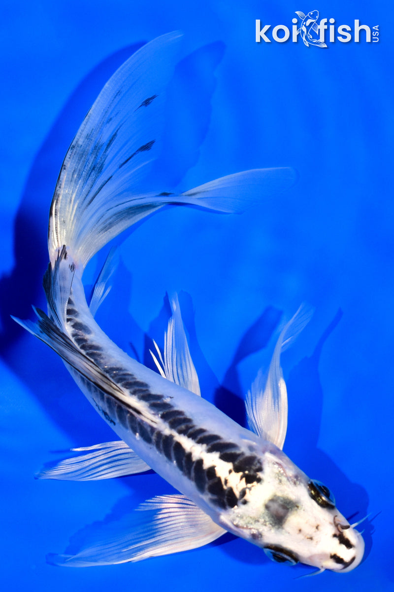 7.25" KIKOKURYU BUTTERFLY