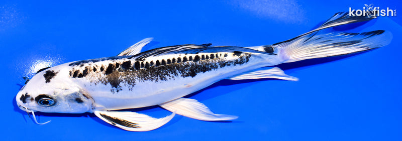 7.75" KIKOKURYU BUTTERFLY