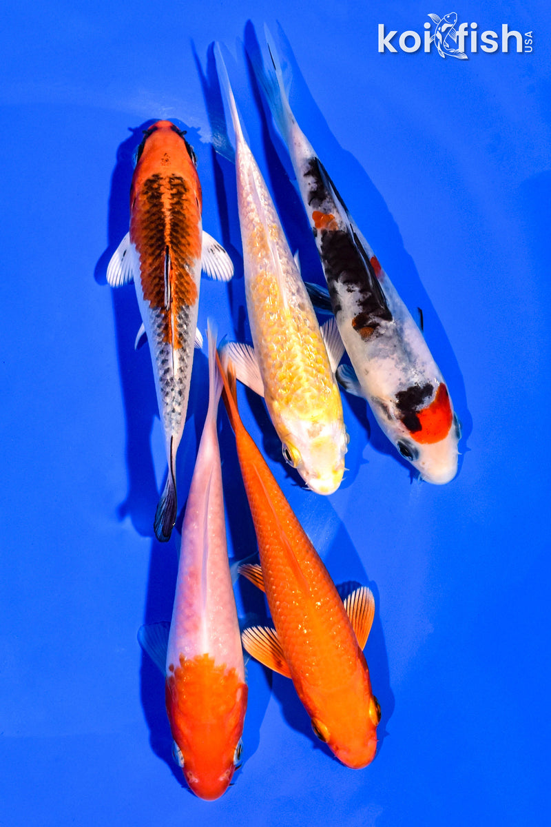 PACK OF (5) 4-5" STANDARD KOI