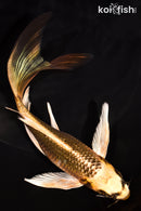 7.5" KI MATSUBA BUTTERFLY