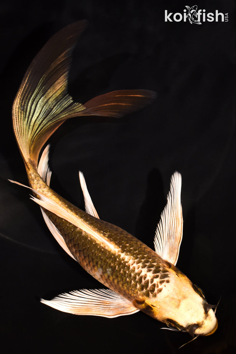 7.5" KI MATSUBA BUTTERFLY