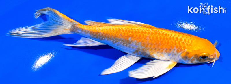 6.5" HARIWAKE BUTTERFLY
