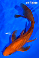 7.25" CHAGOI BUTTERFLY