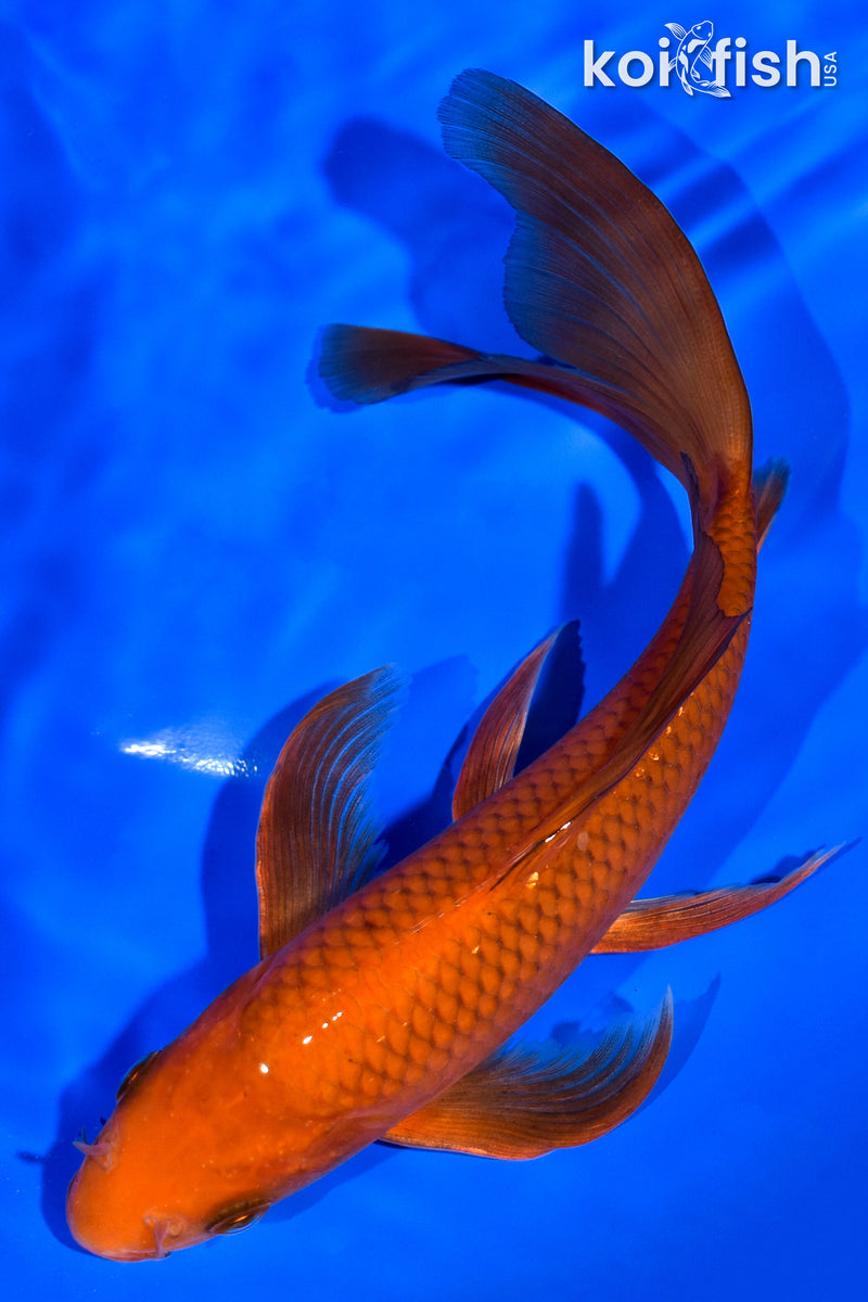 7.25" CHAGOI BUTTERFLY