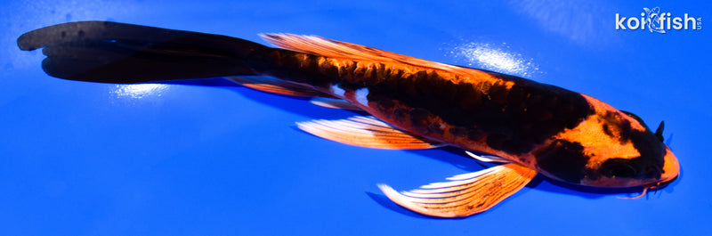 7" DOITSU ORENJI MATSUBA BUTTERFLY