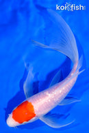7" GINRIN TANCHO KOHAKU BUTTERFLY