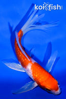 5.25" GINRIN KOHAKU BUTTERFLY