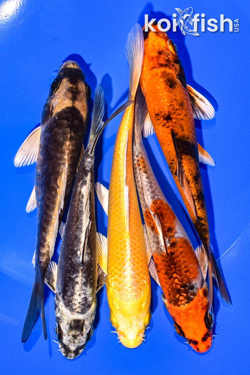 PACK OF (5) 4-5" STANDARD KOI