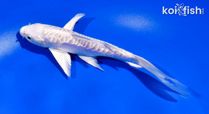 5.5" ARAGOKE PLATINUM OGON BUTTERFLY