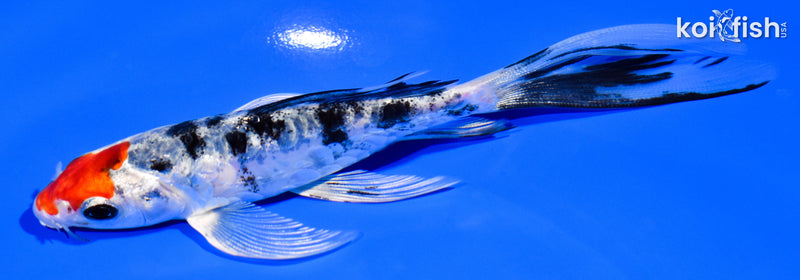 5.5" HEISEI NISHIKI BUTTERFLY