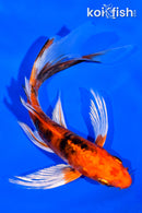 5.75" HEISEI NISHIKI BUTTERFLY