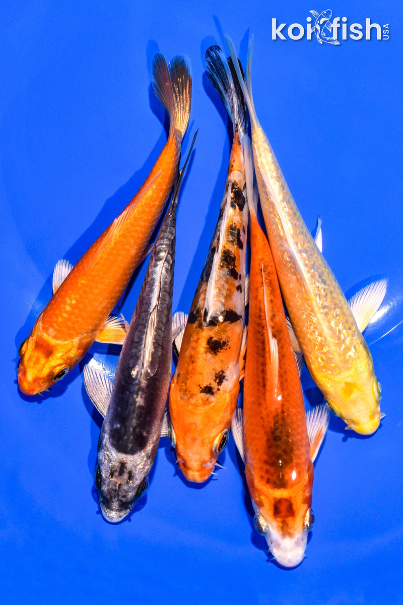 PACK OF (5) 4-5" STANDARD KOI