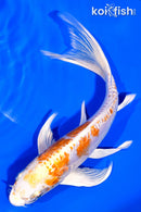 7.25" DOITSU HARIWAKE BUTTERFLY