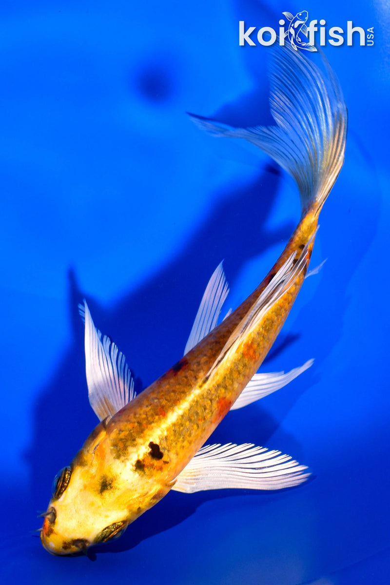 6.75" KI MATSUBA BUTTERFLY