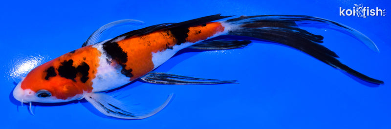 8" SANKE BUTTERFLY