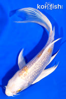 5.5' GINRIN HARIWAKE BUTTERFLY