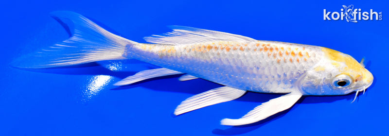 6" HARIWAKE BUTTERFLY