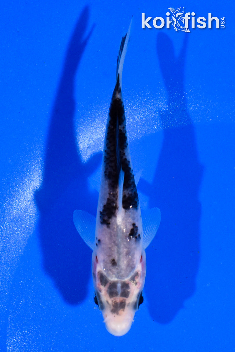 4" MATSUKAWABAKE