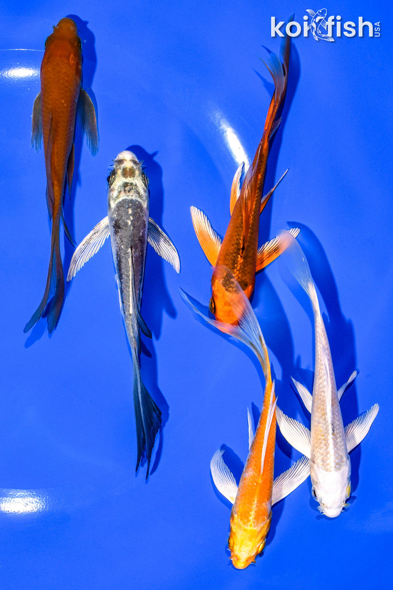 PACK OF (5) 4-5" BUTTERFLY KOI