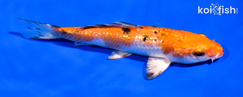 5.5' GINRIN YAMATO NISHIKI