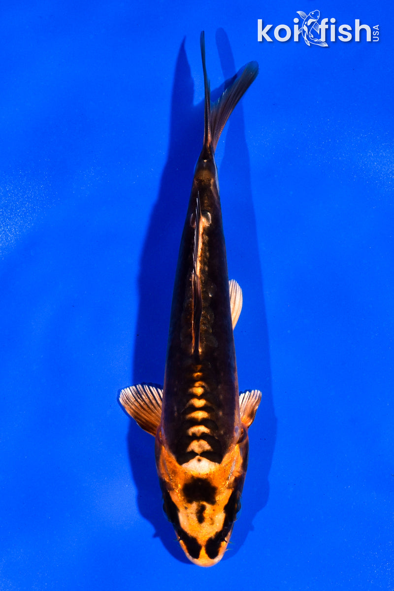 5" BENI KIKOKURYU