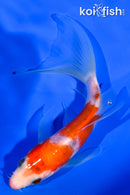 5.5" KUCHIBENI SANKE BUTTERFLY