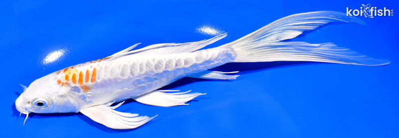 8.75" DOITSU HARIWAKE BUTTERFLY