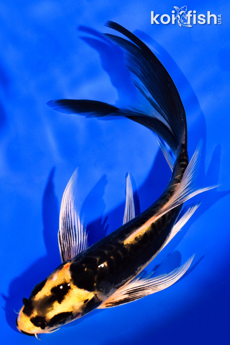 7" KIN KIKOKURYU BUTTERFLY