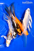 PACK OF (5) 5-6" BUTTERFLY KOI