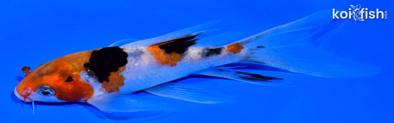 5.5" SANKE BUTTERFLY