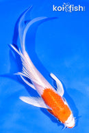 6" HARIWAKE BUTTERFLY