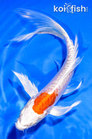 5.5" ARAGOKE KIKUSUI BUTTERFLY