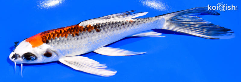 7.25" KUJAKU BUTTERFLY