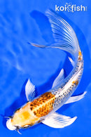 6" GINRIN KUJAKU BUTTERFLY