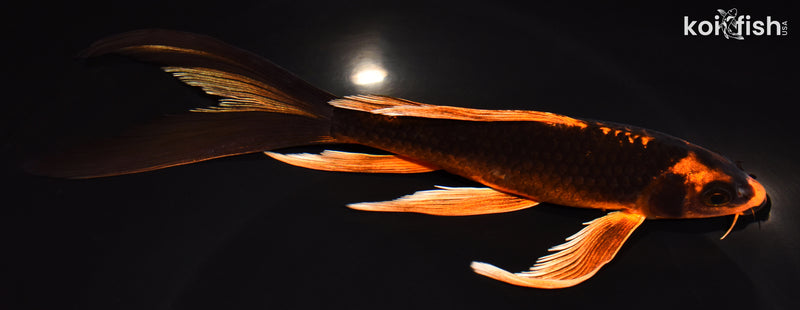 7.5" ORENJI MATSUBA BUTTERFLY