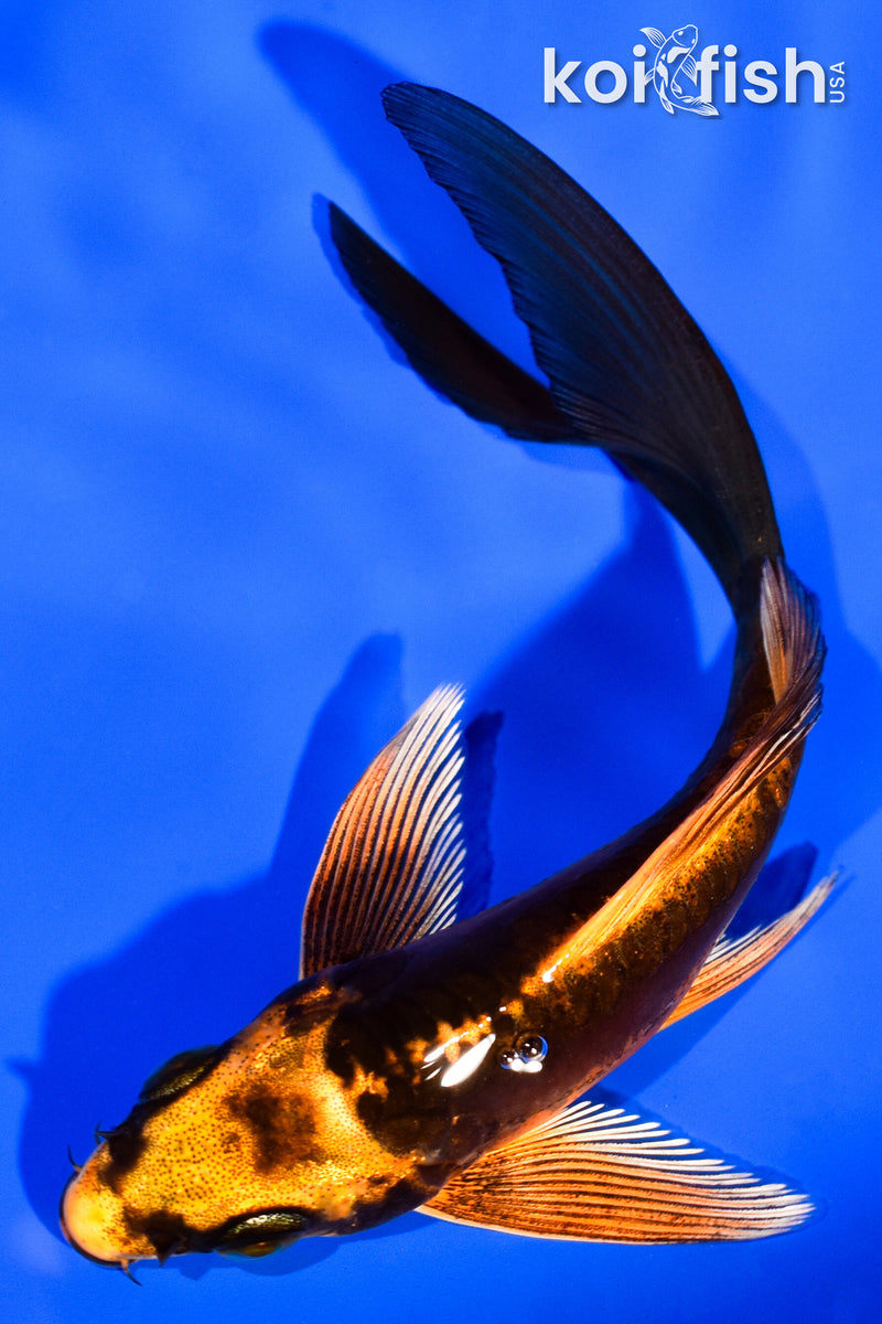 4.5" DOITSU ORENJI MATSUBA BUTTERFLY