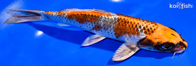 8" BENI GINGA
