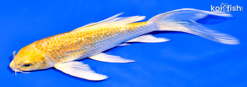 6.25" GINRIN HARIWAKE BUTTERFLY