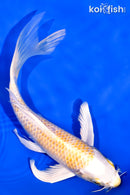 7.5" LEMON HARIWAKE BUTTERFY