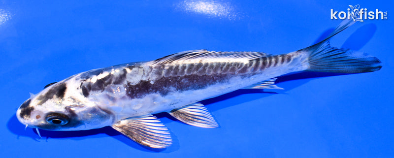 5.25" ARAGOKE KIKOKURYU