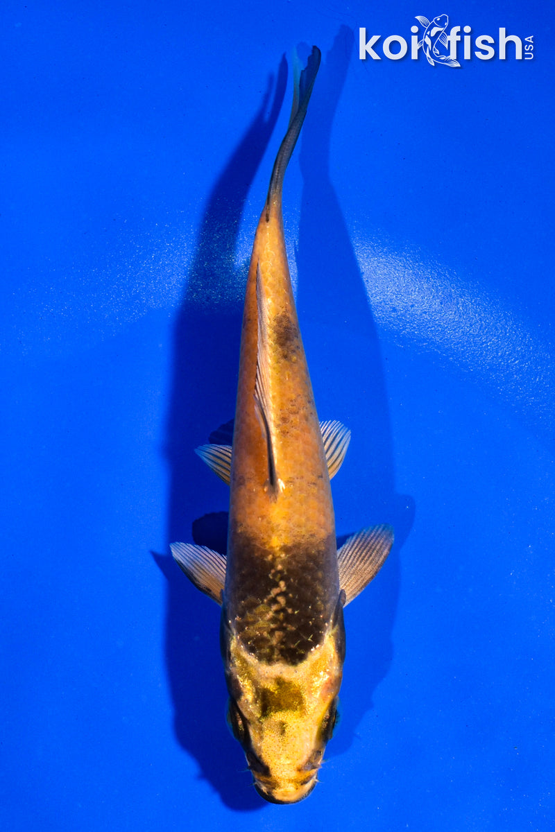 5" KIN KI UTSURI