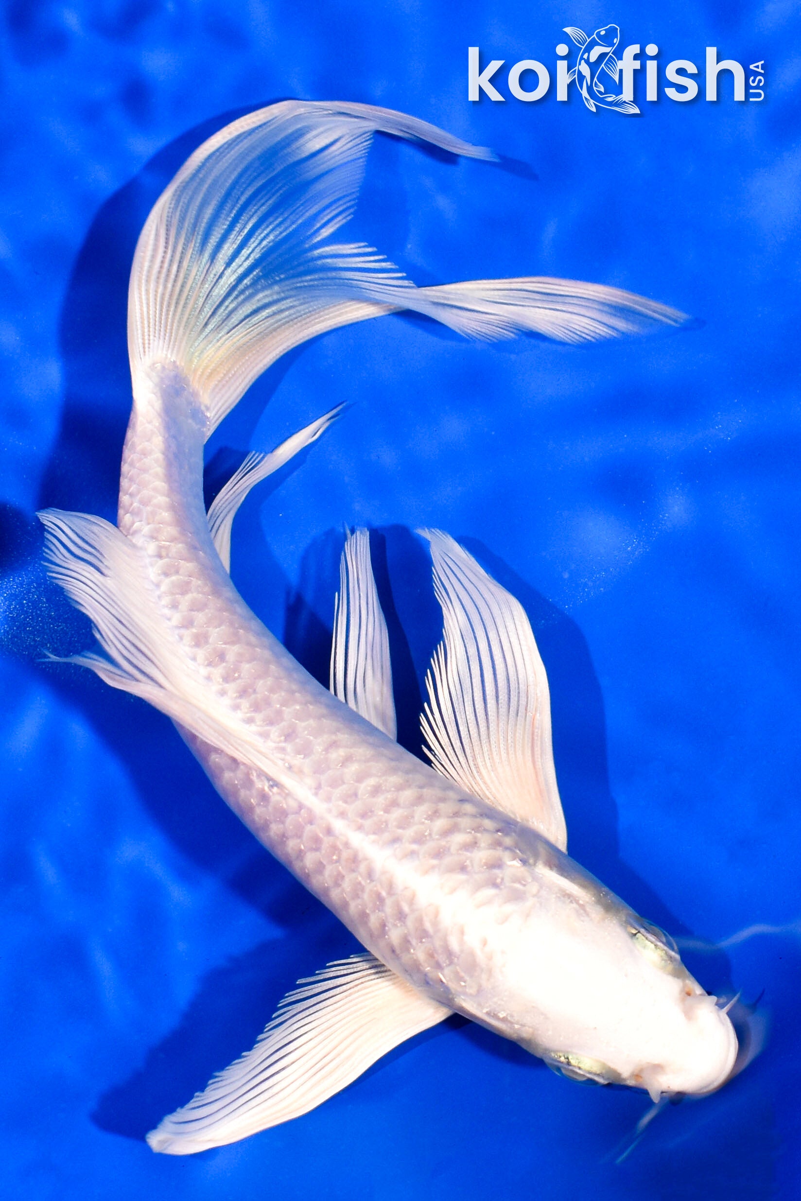 送料税込【King Ice】The Platinum Ogon Koi Fish ネックレス☆ 送料税込【King Ice】The Platinum Ogon Koi Fish ネックレス