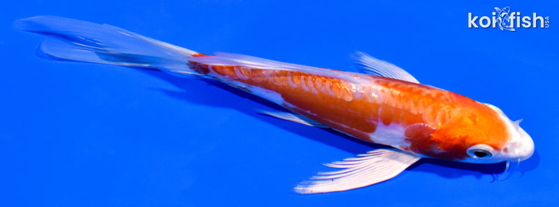 5.25" GINRIN KIKUSUI BUTTERFLY