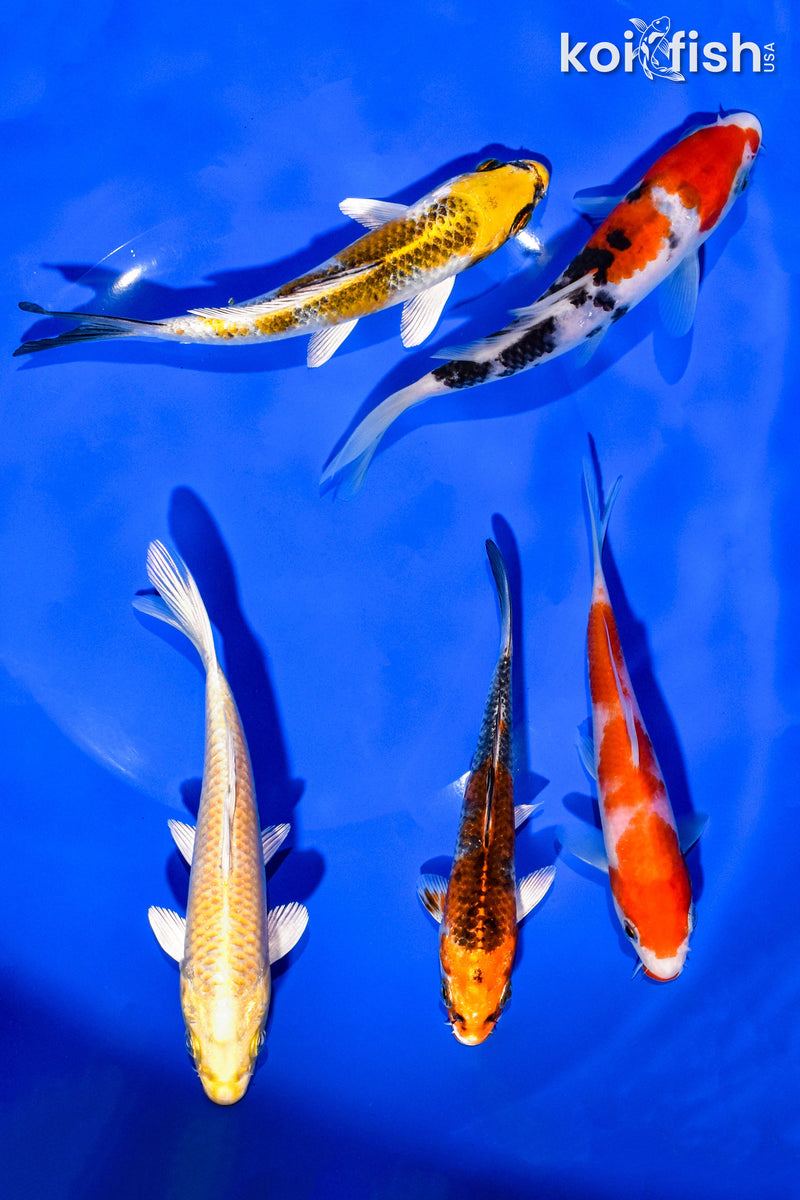 PACK OF (5) 5-6" STANDARD KOI