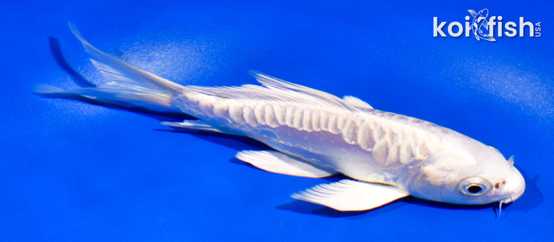 5.5" ARAGOKE PLATINUM OGON BUTTERFLY